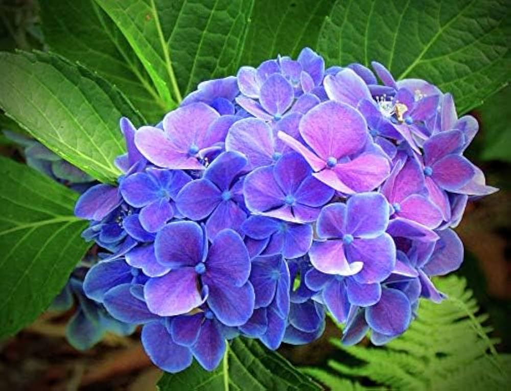 Mini (hydrangea flower Hydrangea macrophylla) for planting in garden